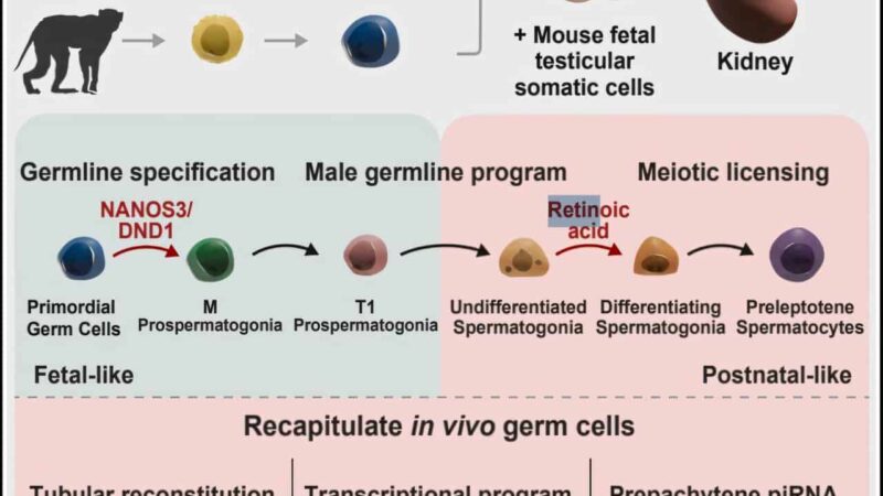 Cientistas criam em laboratório ambiente que gera precursores de espermatozoides em primatas