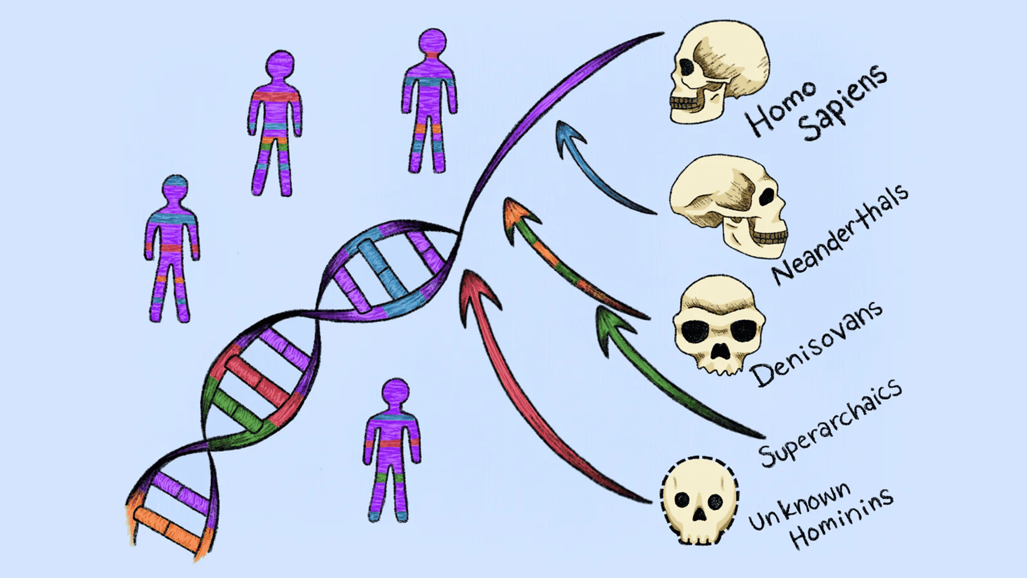 Cientistas detectam DNA de duas linhagens humanas extintas em genomas atuais