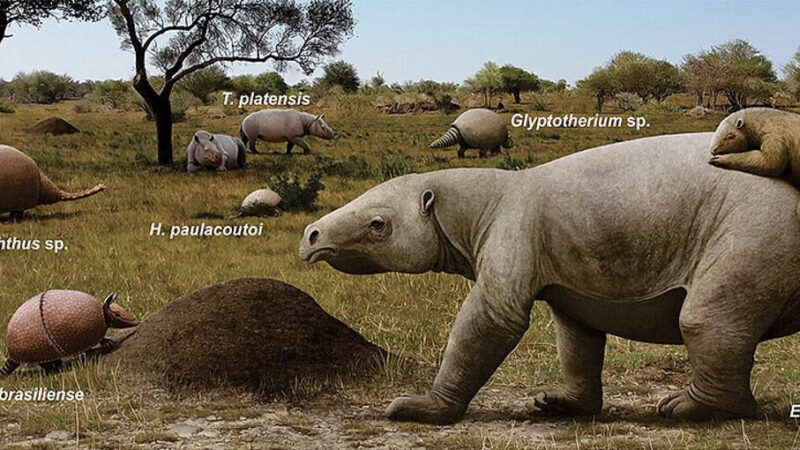 Estudo mostra que gado não substitui funções ecológicas deixadas pela megafauna do Pampa