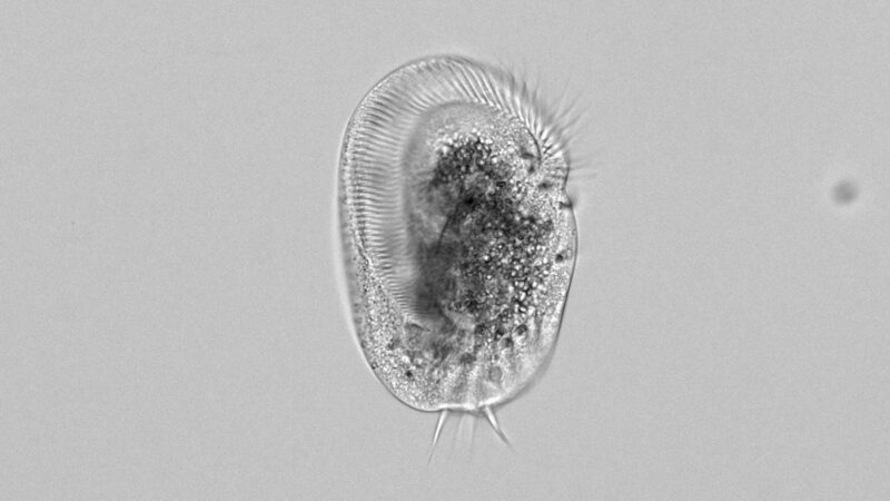 Protista unicelular se transforma em supergigante canibal e devora indivíduos clonados