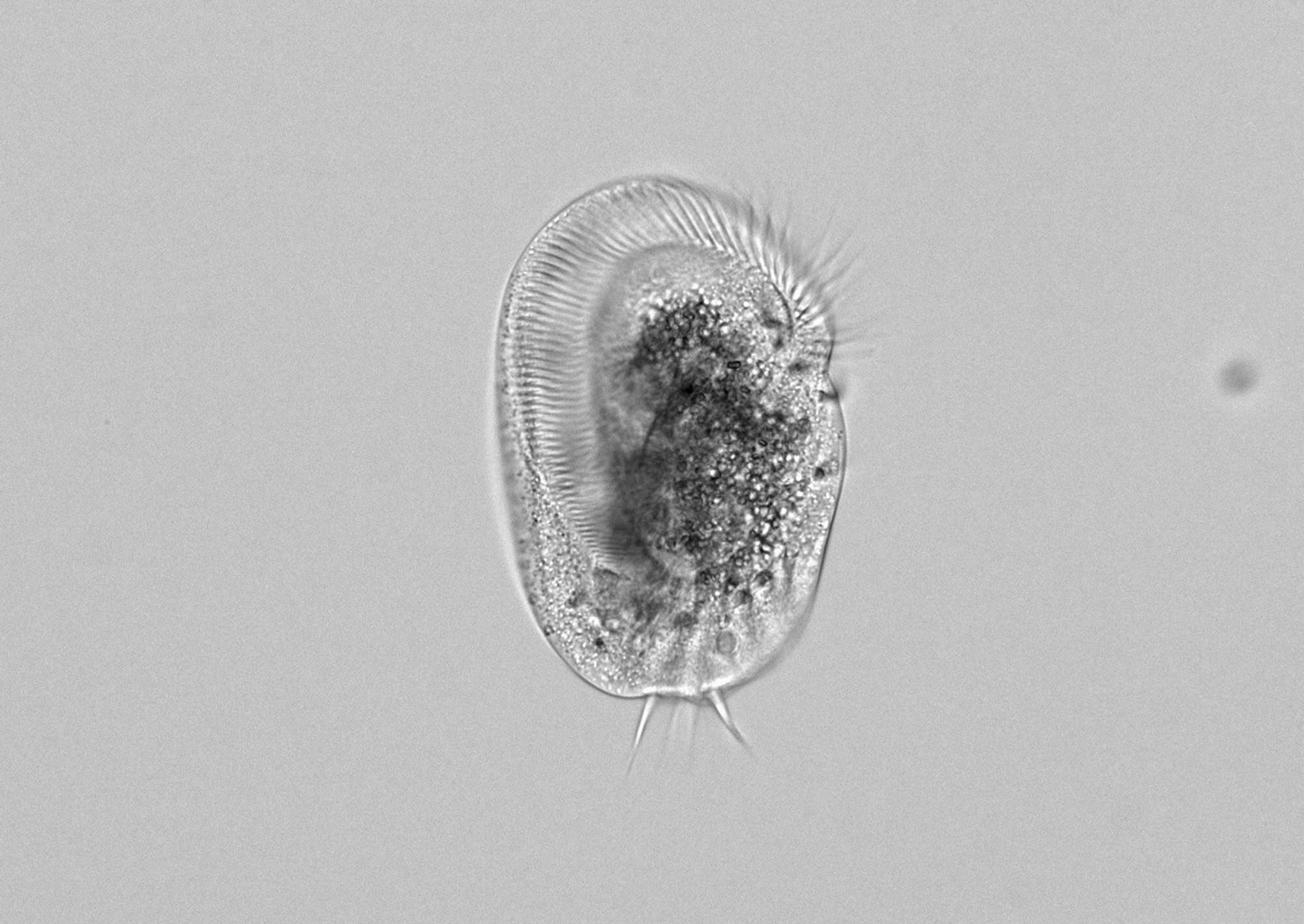 Protista unicelular se transforma em supergigante canibal e devora indivíduos clonados