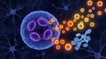 Neutrófilos usam dopamina e adrenalina para se comunicar, mostram cientistas em tempo real