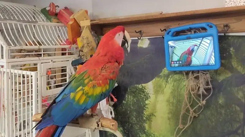 Cientistas treinam aves domésticas para realizar videochamadas e avaliar efeitos sociais