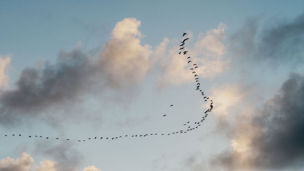 Estudo da Universidade Brown explica por que aves voam em formação em V e economizam energia
