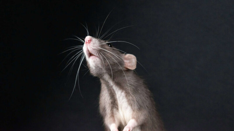 Estudo alemão indica que empatia em ratos ocorre em níveis graduais