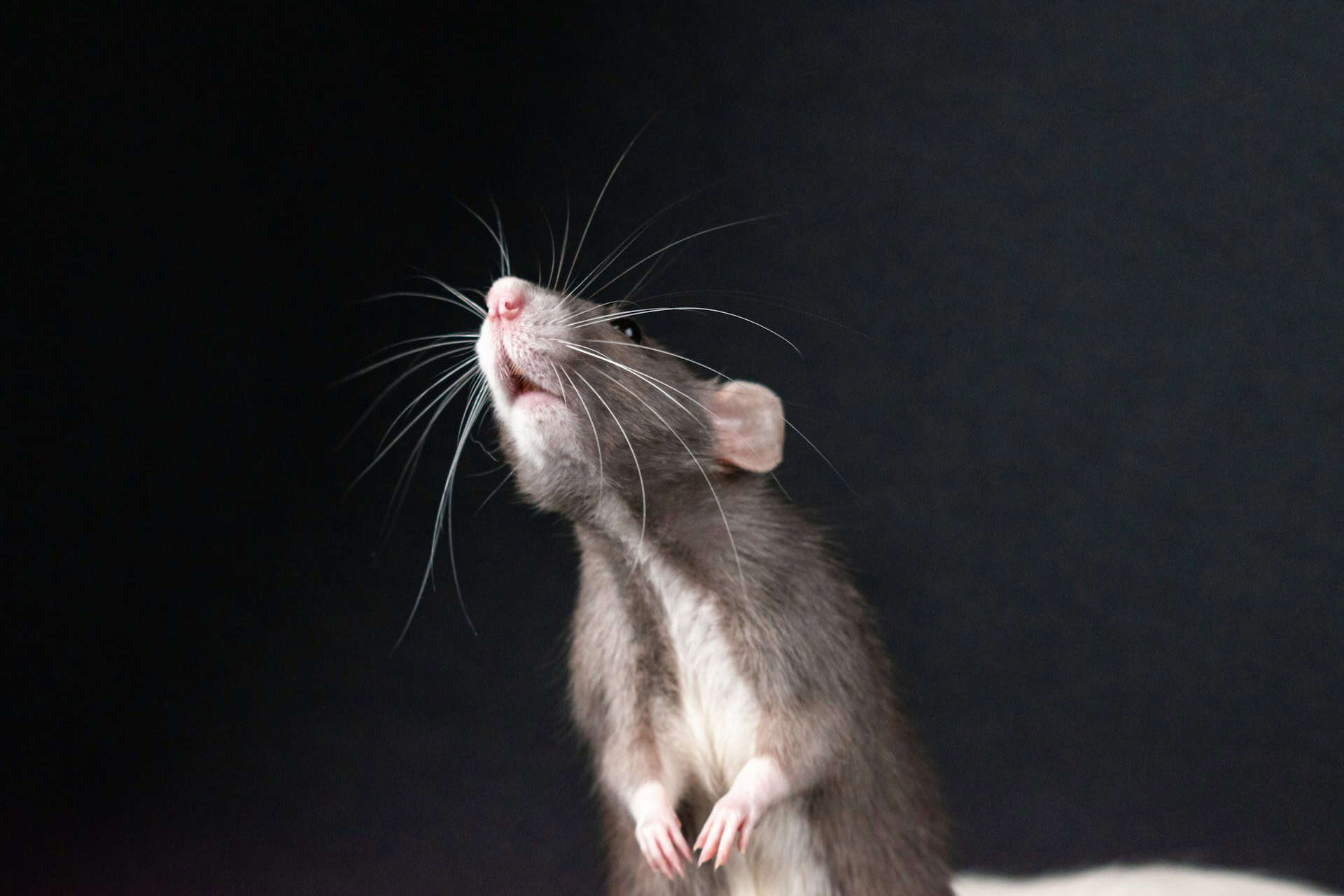 Estudo alemão indica que empatia em ratos ocorre em níveis graduais
