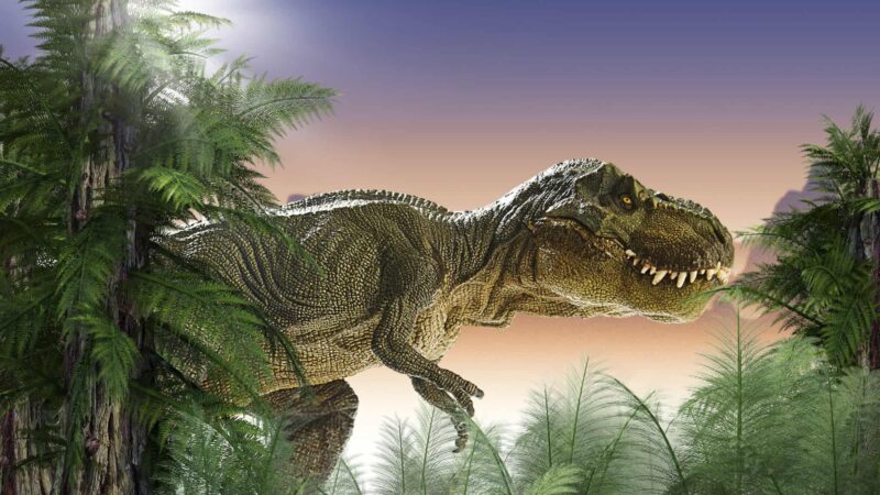 Pesquisadores identificam marcas raras atribuídas ao T. rex em ossos de 66 milhões de anos