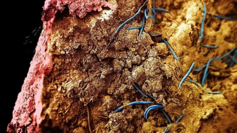 Verme encontrado a 1,3 km de profundidade amplia conhecimento sobre limites da vida na Terra