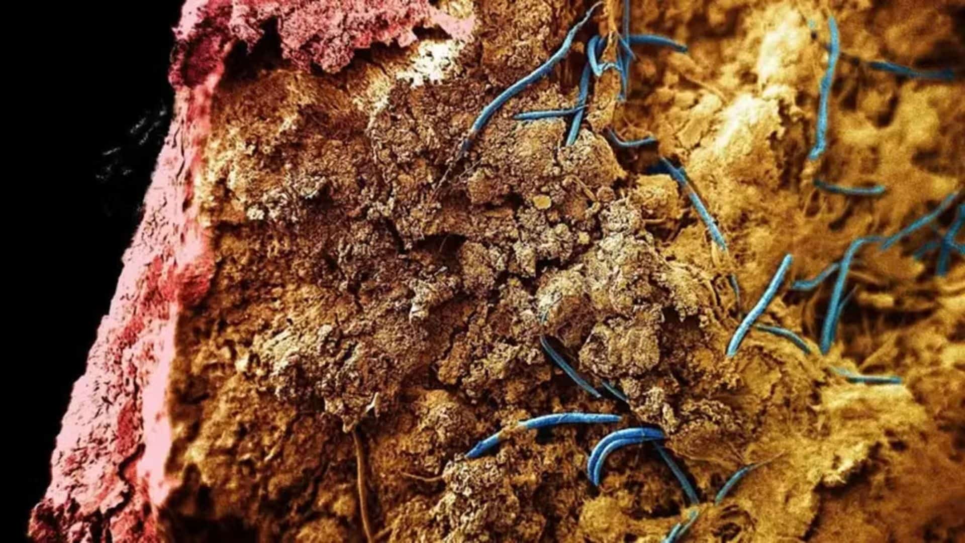 Verme encontrado a 1,3 km de profundidade amplia conhecimento sobre limites da vida na Terra