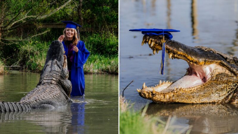 Mulher que cuidou de jacarés durante toda a faculdade fez ensaio de formatura no viveiro e posou abraçada e beijando os animais