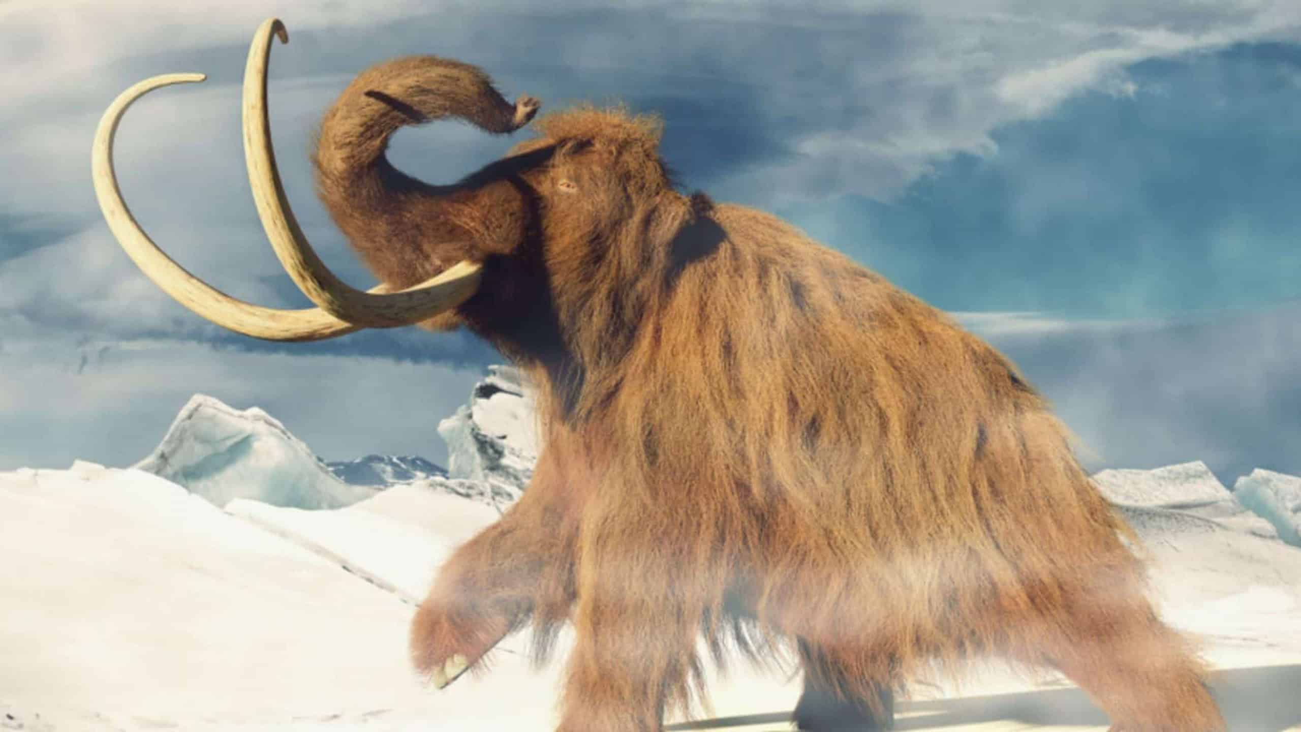 Estudo indica que últimos mamutes-lanosos podem ter sido extintos por evento súbito, não apenas por genética