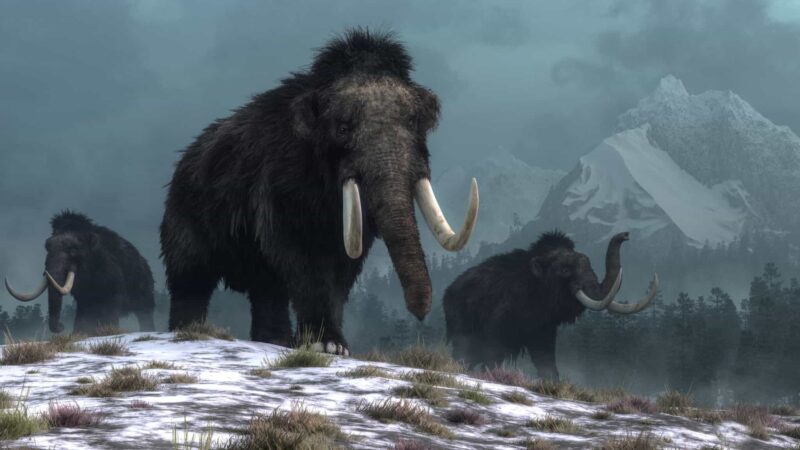 Estudo indica que últimos mamutes-lanosos podem ter sido extintos por evento súbito, não apenas por genética