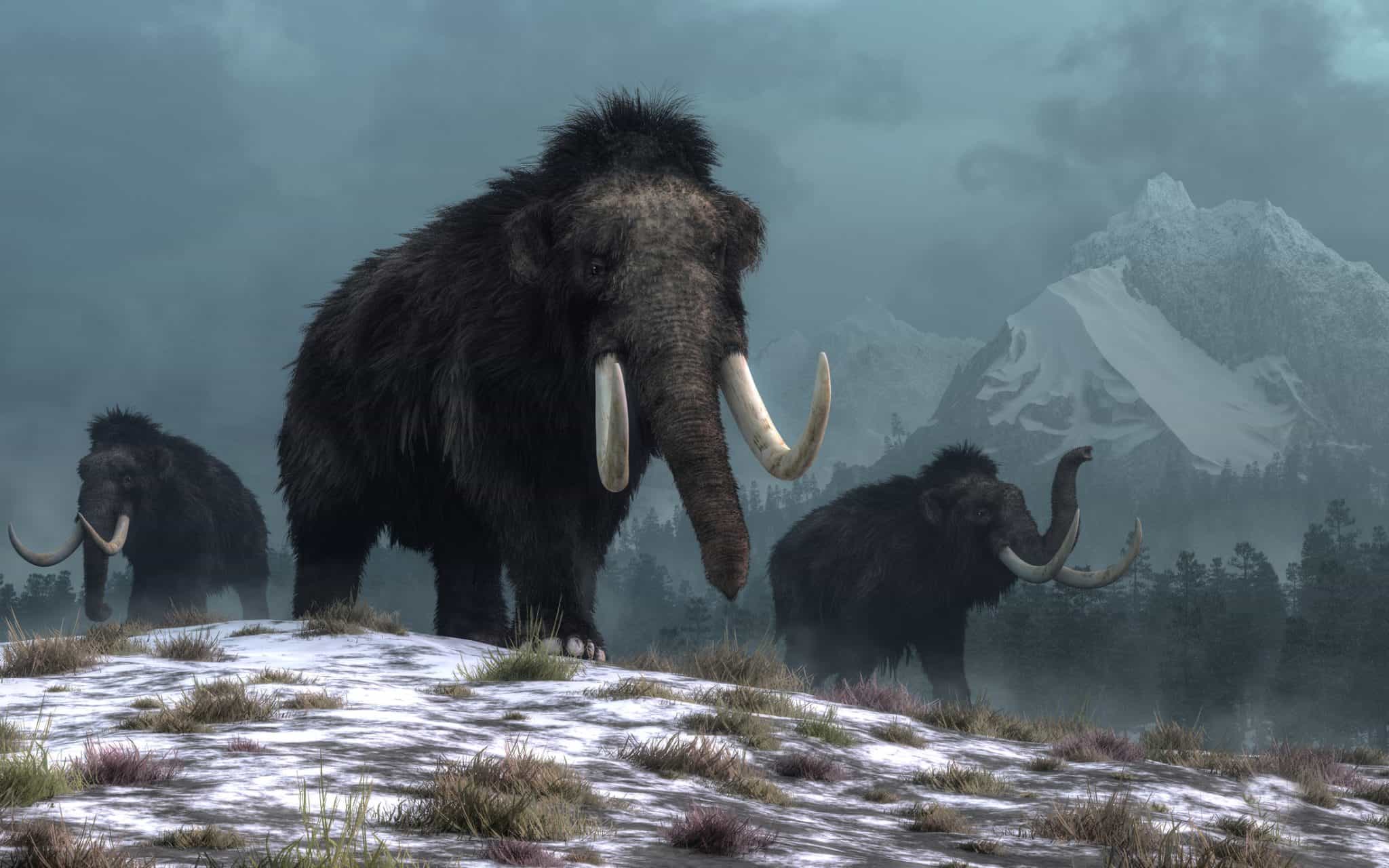 Estudo indica que últimos mamutes-lanosos podem ter sido extintos por evento súbito, não apenas por genética