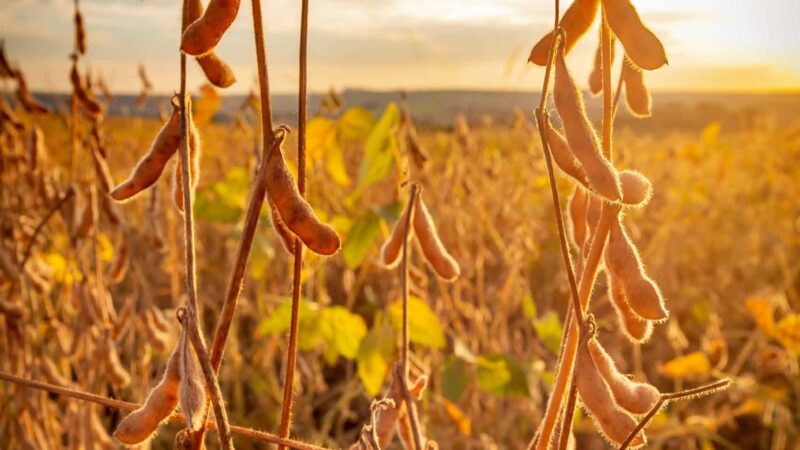 Pesquisadores da UNIASSELVI usam IA para antecipar impactos do El Niño no Brasil